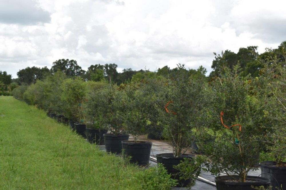 ilex-vomitoria-yaupon-holly