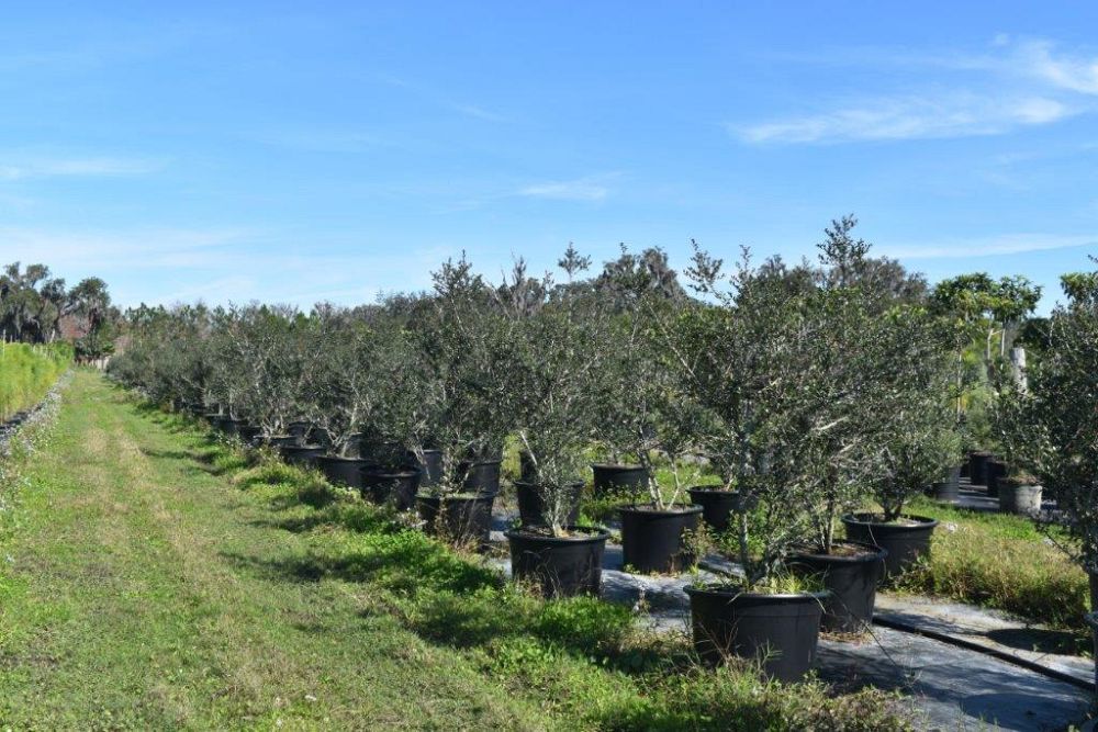 ilex-vomitoria-yaupon-holly