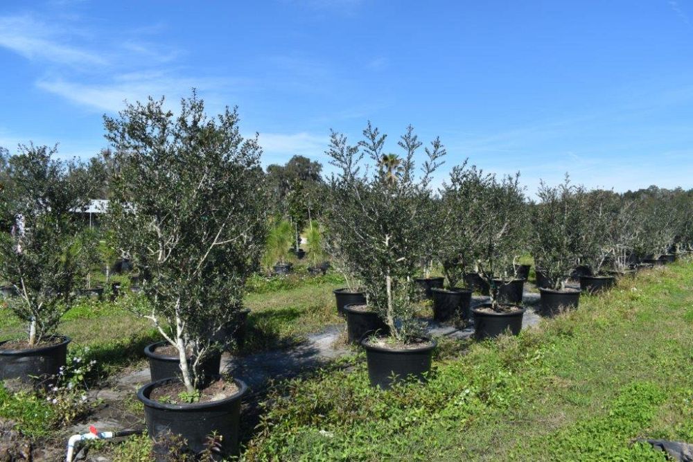 ilex-vomitoria-yaupon-holly