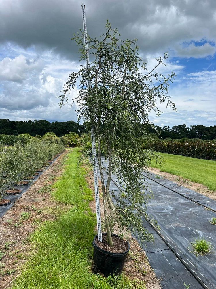 ilex-vomitoria-yaupon-holly