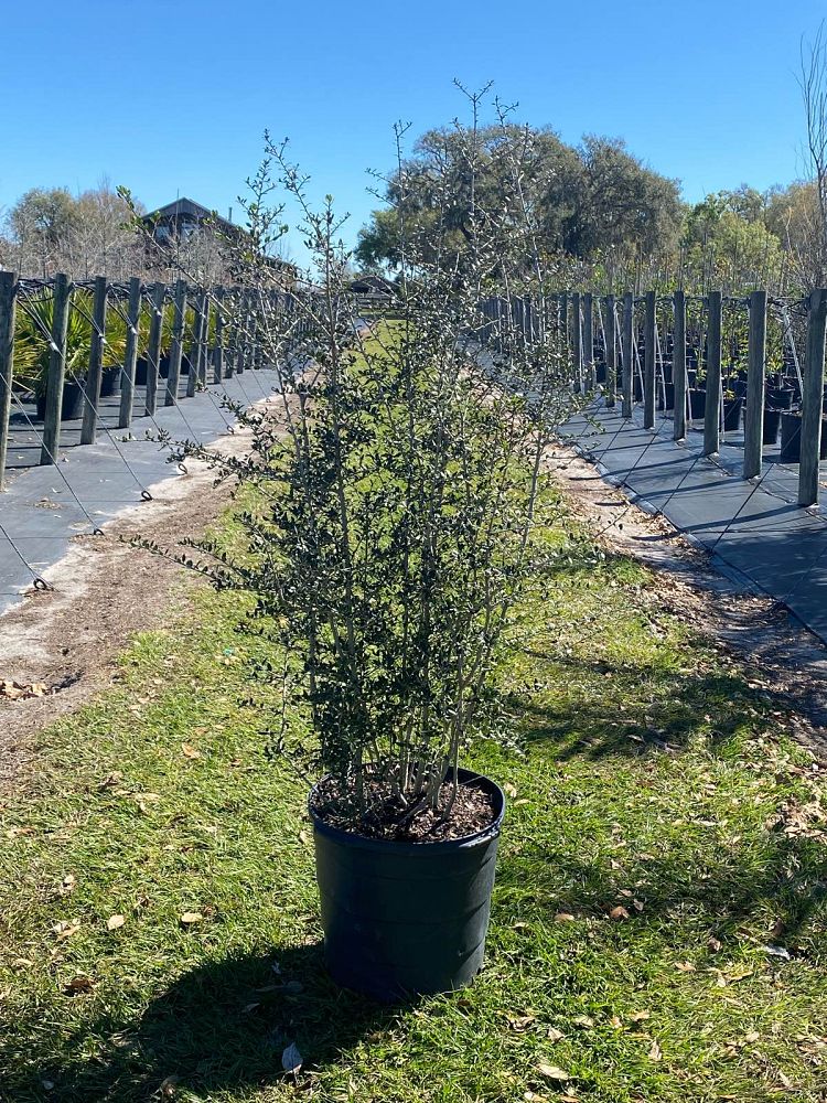 ilex-vomitoria-yaupon-holly