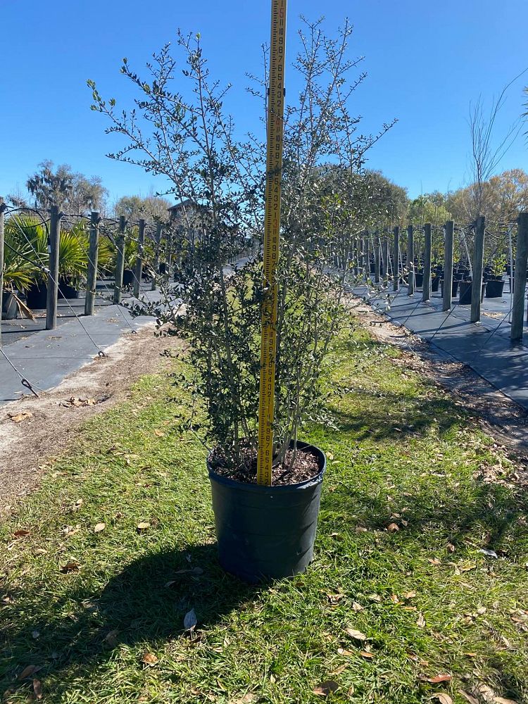 ilex-vomitoria-yaupon-holly