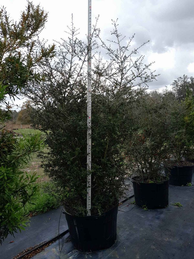 ilex-vomitoria-yaupon-holly