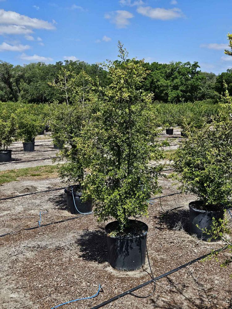 ilex-vomitoria-yaupon-holly