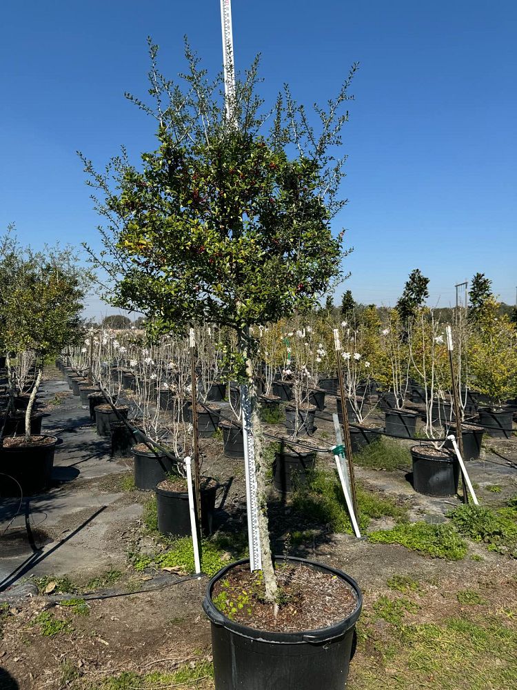 ilex-vomitoria-yaupon-holly