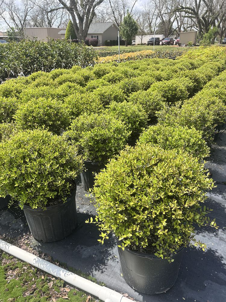 ilex-vomitoria-yaupon-holly