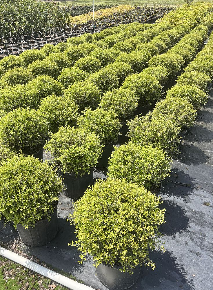 ilex-vomitoria-yaupon-holly