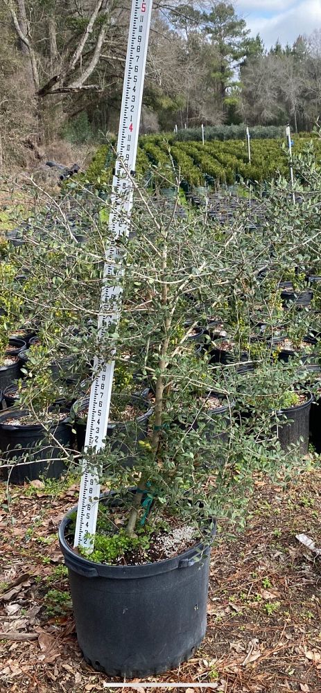 ilex-vomitoria-yaupon-holly