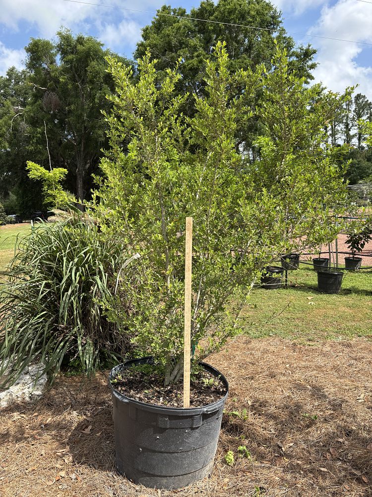 ilex-vomitoria-yaupon-holly