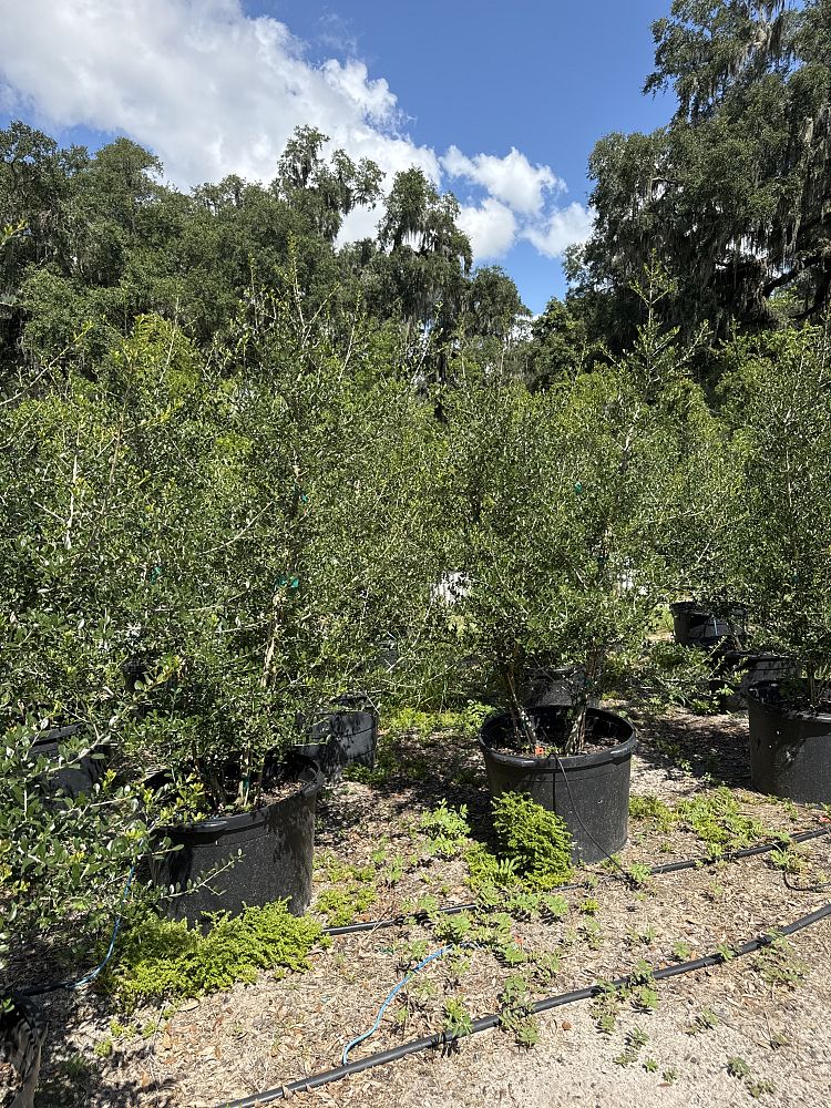 ilex-vomitoria-yaupon-holly