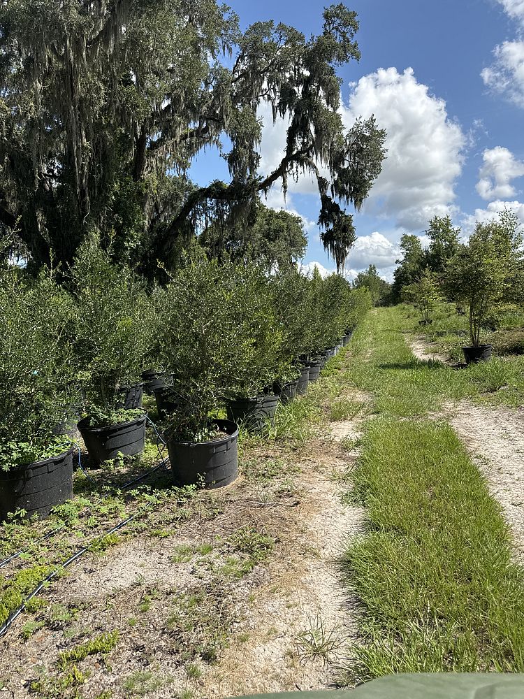 ilex-vomitoria-yaupon-holly