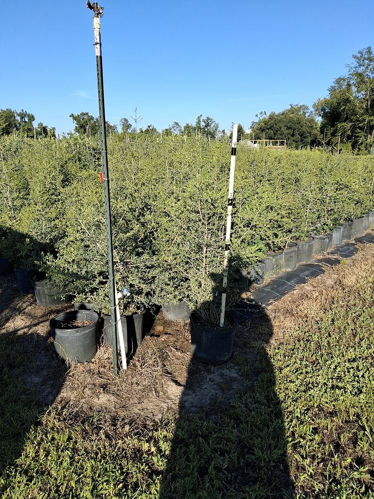 ilex-vomitoria-yaupon-holly