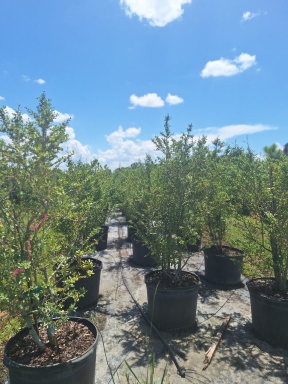 ilex-vomitoria-yaupon-holly