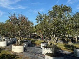 ilex-vomitoria-yaupon-holly