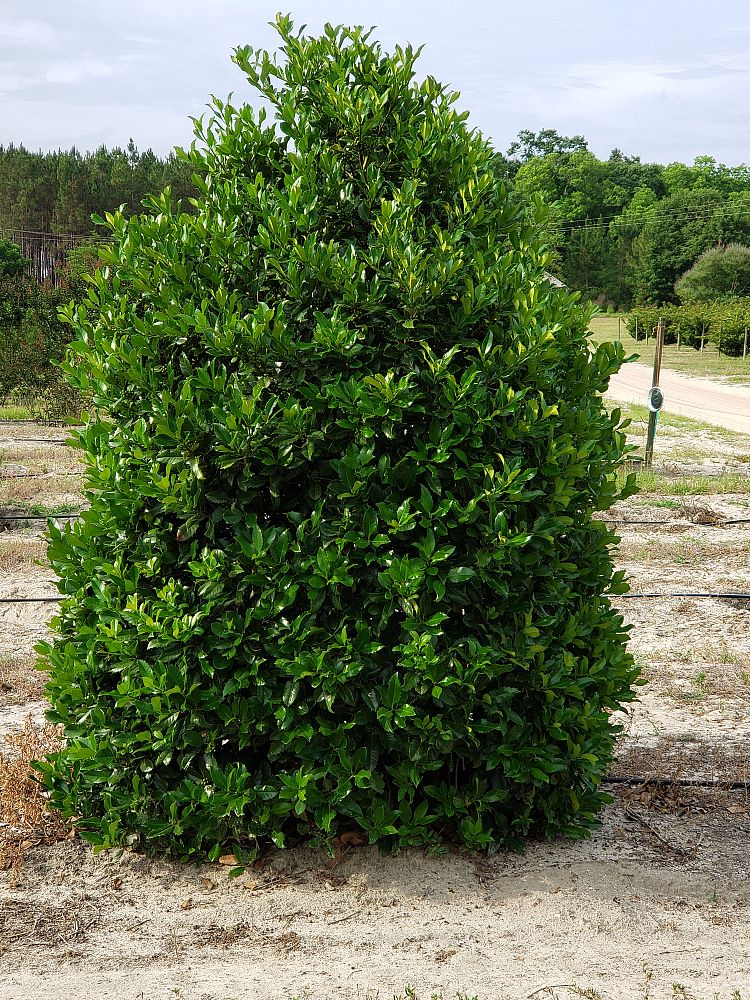ilex-wirt-l-winn-holly