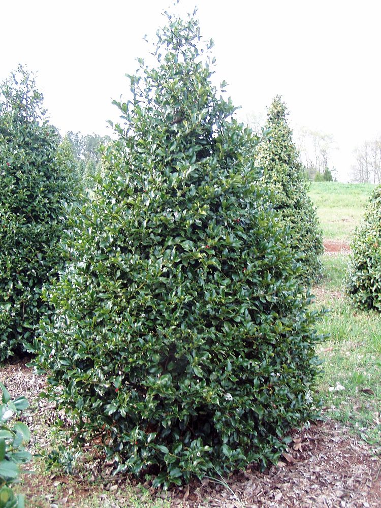 ilex-wirt-l-winn-holly