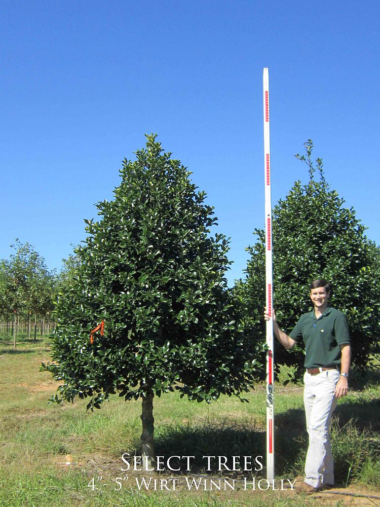 ilex-wirt-l-winn-holly