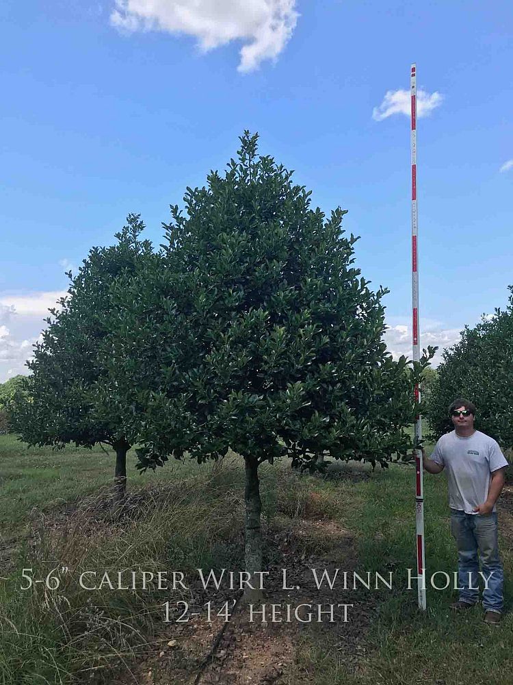 ilex-wirt-l-winn-holly