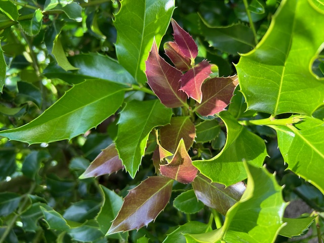 ilex-wirt-l-winn-holly