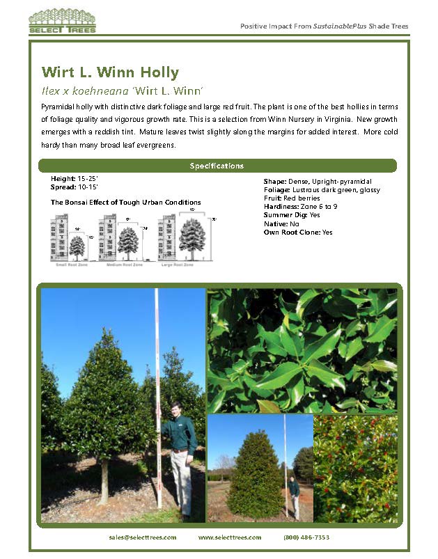 ilex-wirt-l-winn-holly