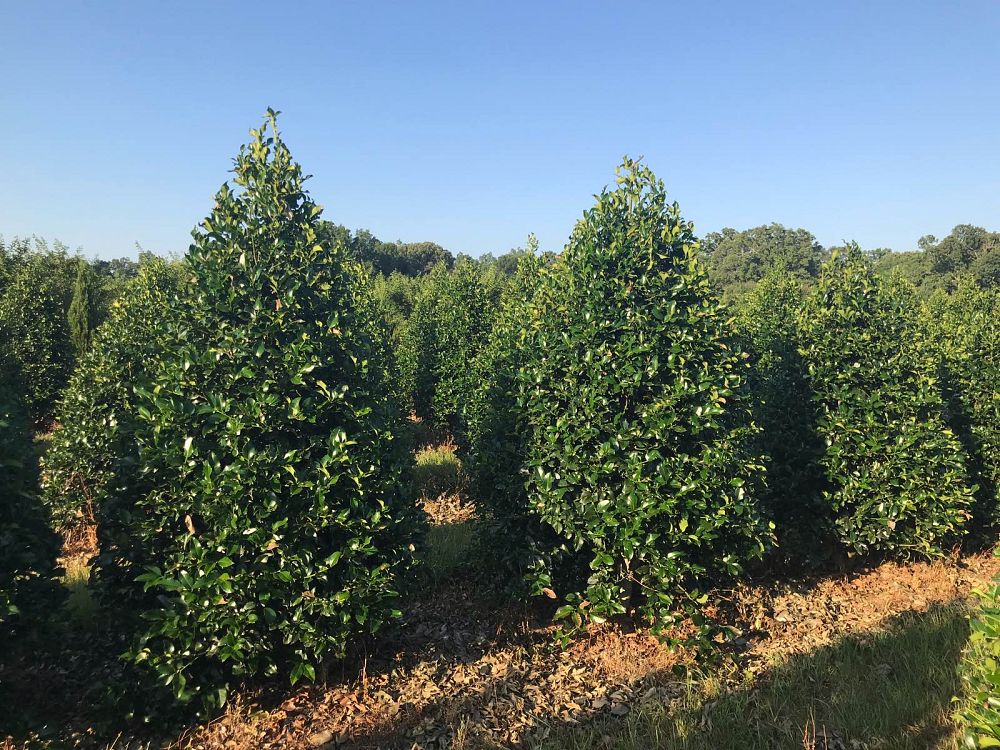 ilex-wirt-l-winn-holly