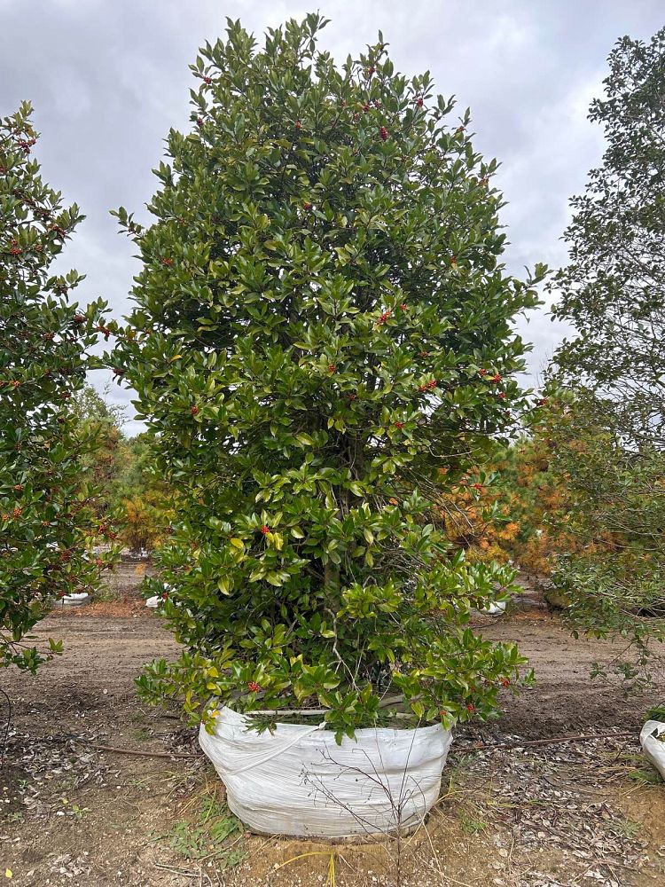 ilex-wirt-l-winn-holly