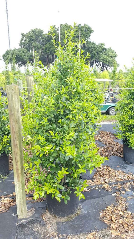 Lancaster Trees & Shrubs