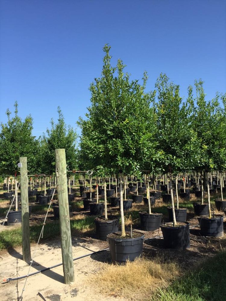 Becker Tree Farm & Nursery