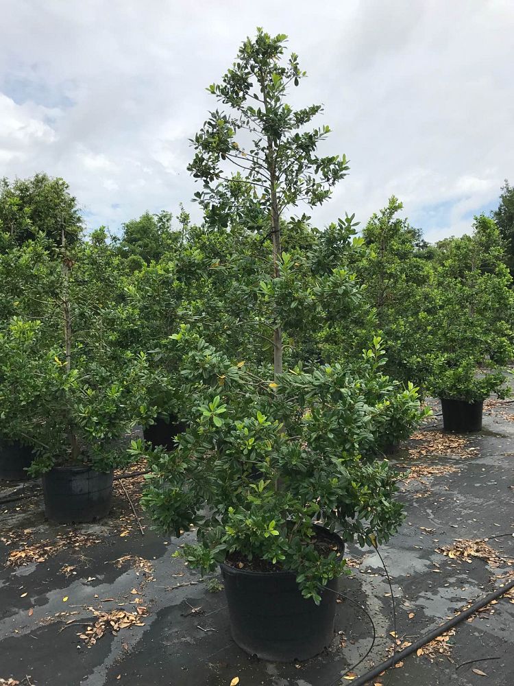 Monticello Nurseries