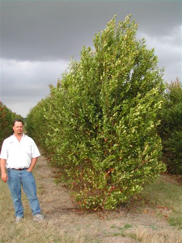 ilex-x-attenuata-eagleston-holly-eagleston-holly