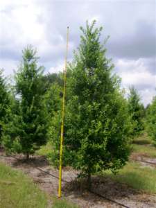 ilex-x-attenuata-eagleston-holly-eagleston-holly