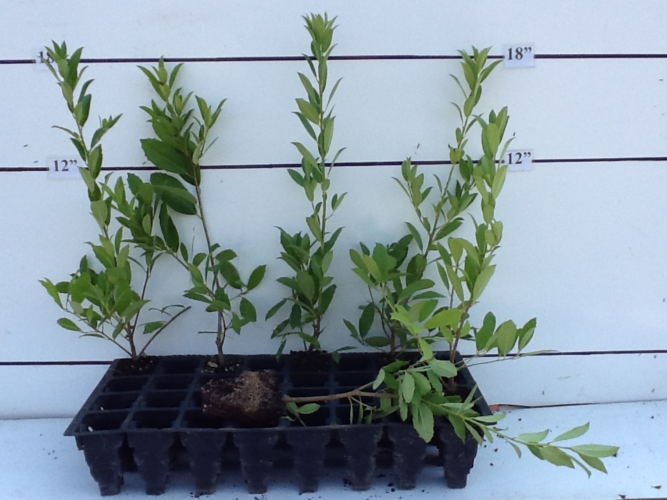ilex-x-attenuata-eagleston-holly-eagleston-holly