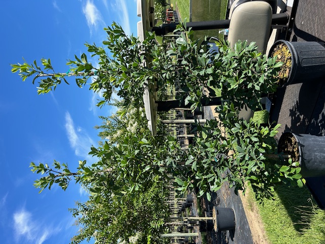 ilex-x-attenuata-eagleston-holly-eagleston-holly