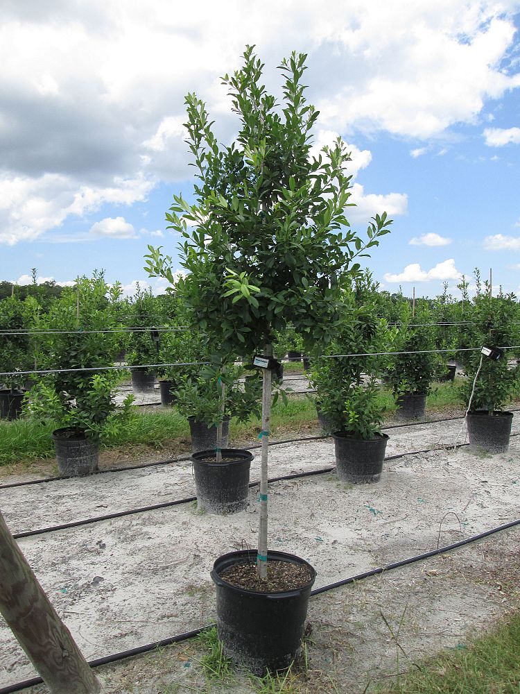 ilex-x-attenuata-eagleston-holly-eagleston-holly