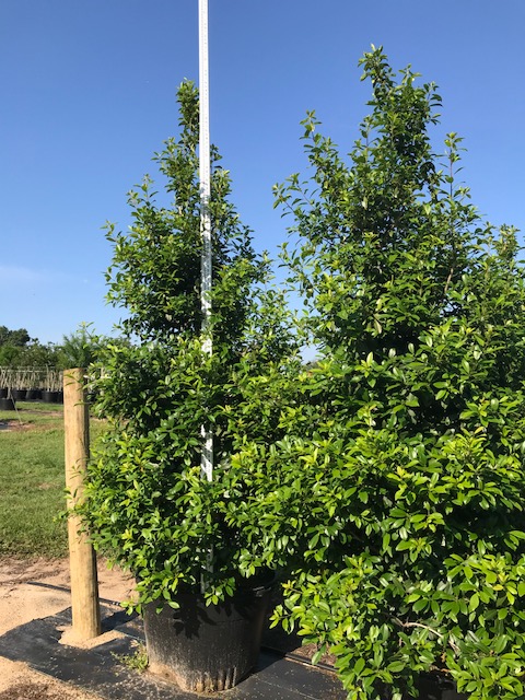 ilex-x-attenuata-eagleston-holly-eagleston-holly