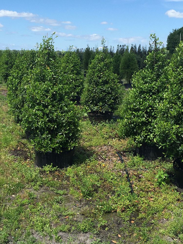ilex-x-attenuata-eagleston-holly-eagleston-holly