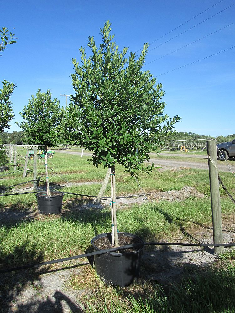 ilex-x-attenuata-eagleston-holly-eagleston-holly
