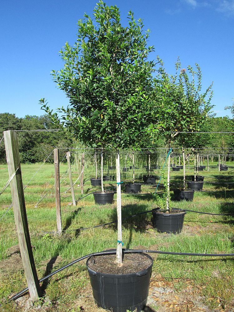 ilex-x-attenuata-eagleston-holly-eagleston-holly