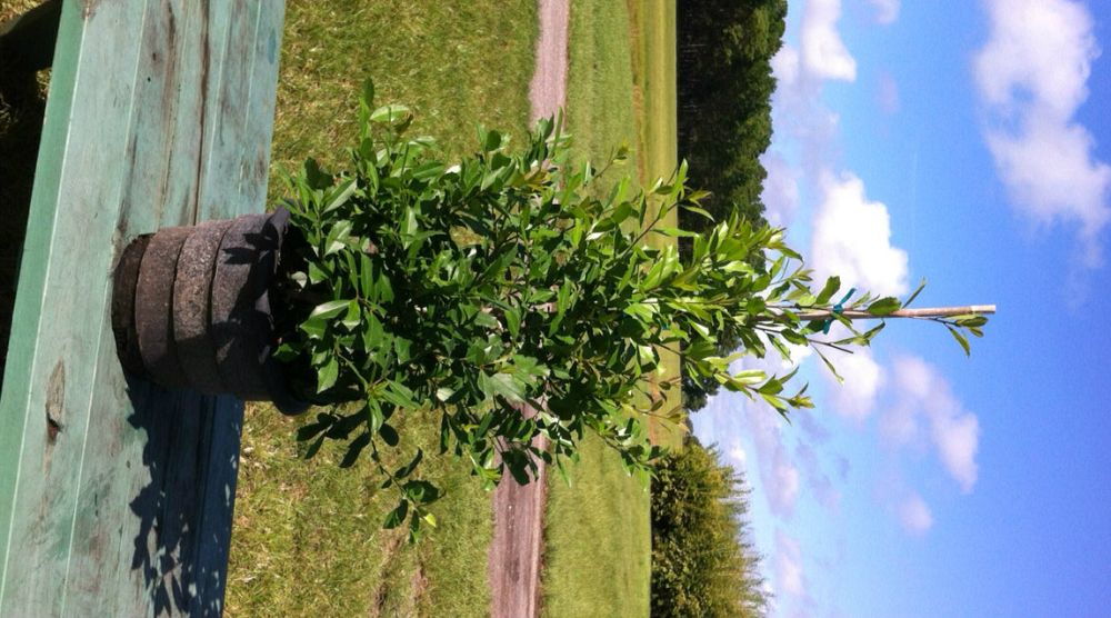 ilex-x-attenuata-eagleston-holly-eagleston-holly