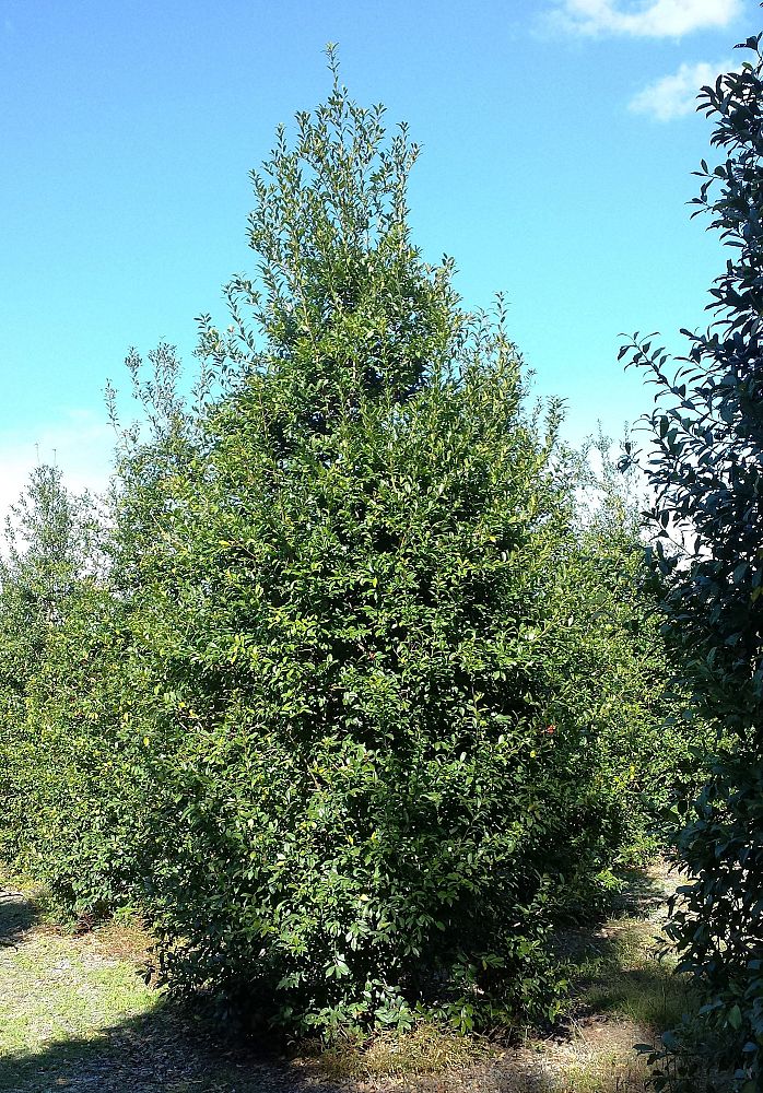 ilex-x-attenuata-eagleston-holly-eagleston-holly