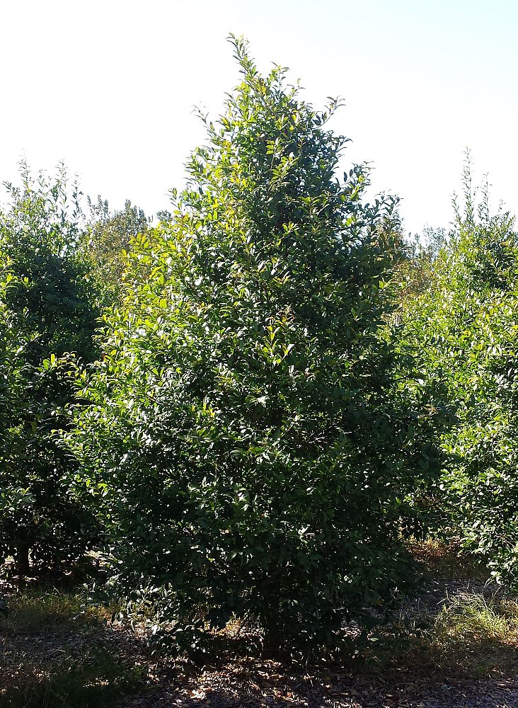 ilex-x-attenuata-eagleston-holly-eagleston-holly