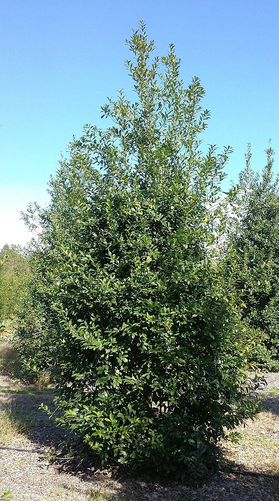 ilex-x-attenuata-eagleston-holly-eagleston-holly