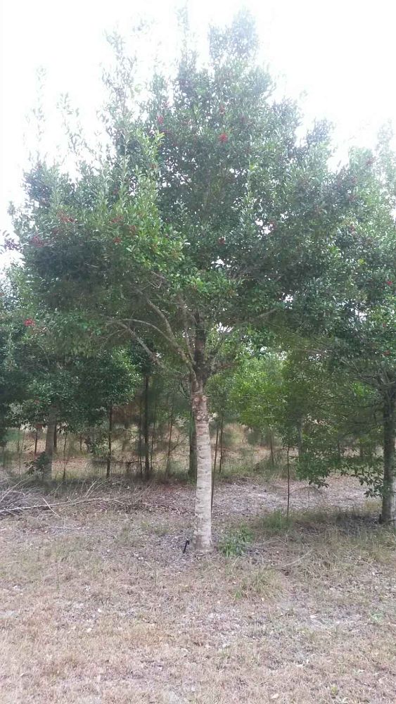 ilex-x-attenuata-eagleston-holly-eagleston-holly