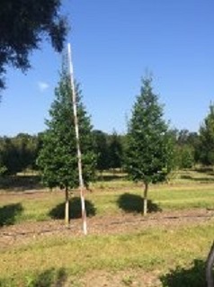 ilex-x-attenuata-eagleston-holly-eagleston-holly