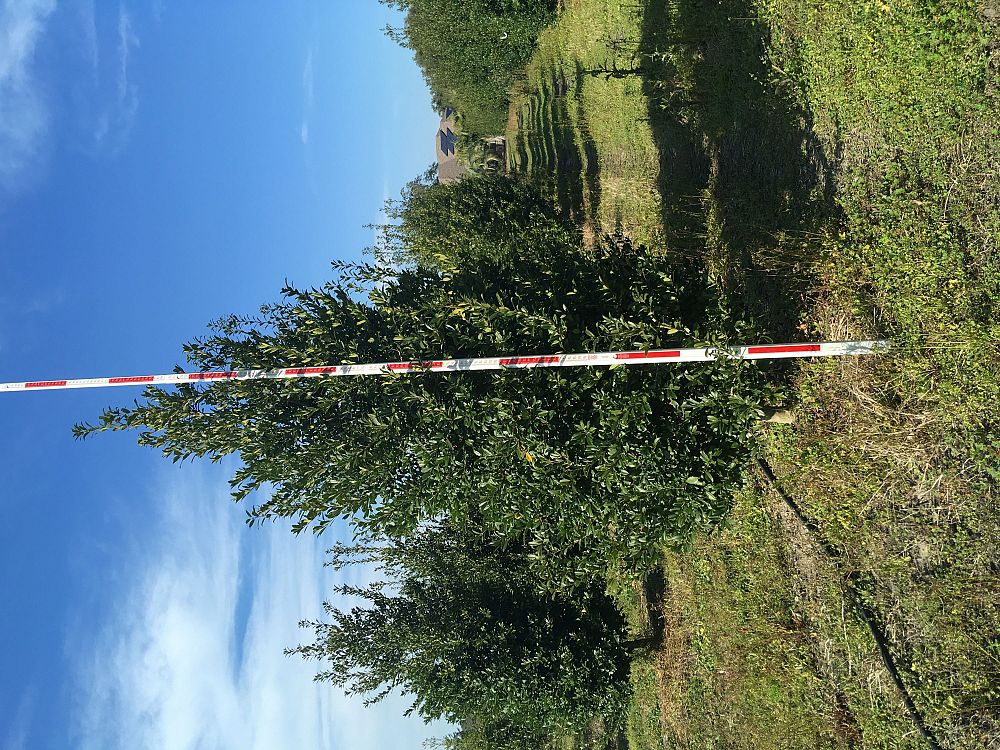 ilex-x-attenuata-eagleston-holly-eagleston-holly