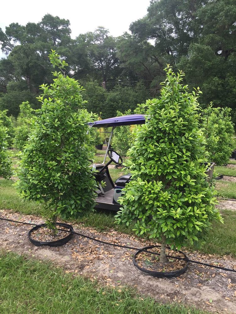 ilex-x-attenuata-eagleston-holly-eagleston-holly