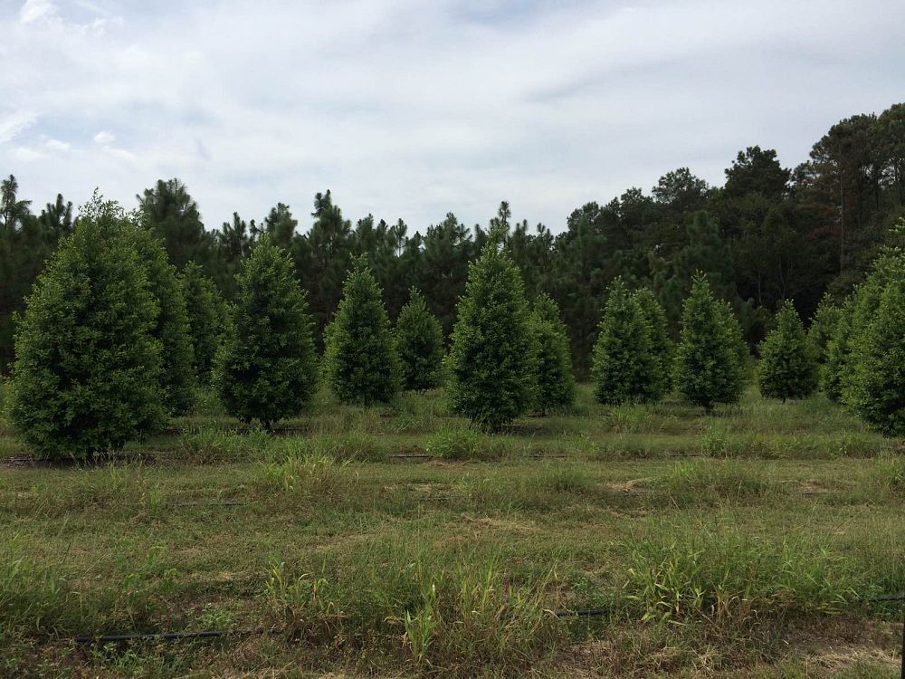 ilex-x-attenuata-eagleston-holly-eagleston-holly