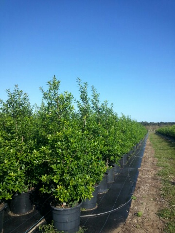 ilex-x-attenuata-eagleston-holly-eagleston-holly