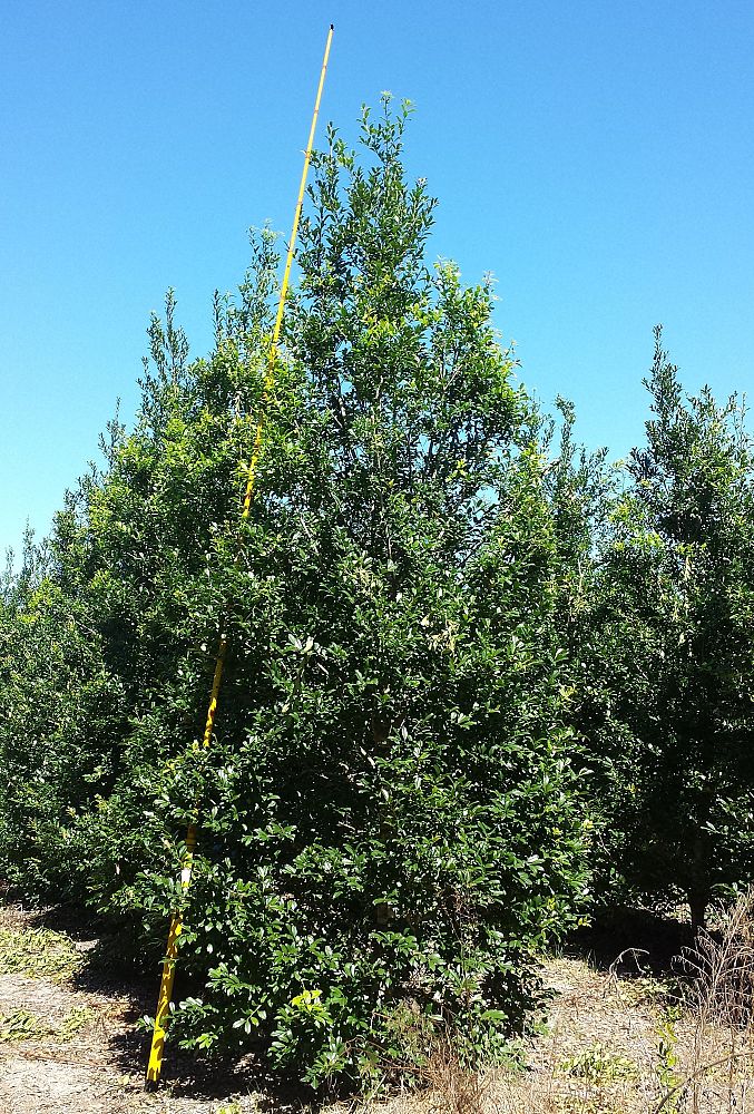 ilex-x-attenuata-eagleston-holly-eagleston-holly