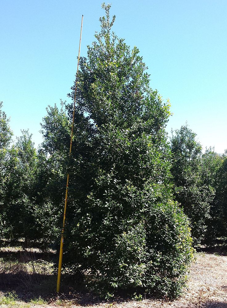 ilex-x-attenuata-eagleston-holly-eagleston-holly